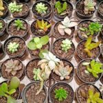A variety of potted plants, including cacti, are displayed in a room.