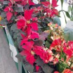 A variety of red flowers are displayed in a store, including poinsettias and other plants.