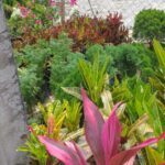 A vibrant garden center brimming with a variety of lush, colorful plants, including striking pink and green foliage, surrounded by a chain-link fence.