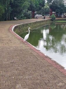 A white bird stands on the edge of a pond, looking out into the water.