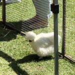 A white chicken with a black beak stands in front of a cage.