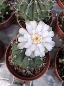 A white flower blooms in a pot of cactus.