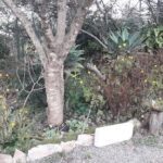 A white sign is placed on a tree stump in a garden setting.