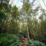 A woman and her dog walk through a forest filled with green trees and ferns.