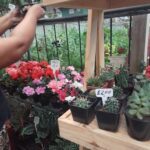 A woman is pricing plants at a nursery, with a variety of potted plants on display.