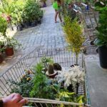 A woman is pushing a cart full of plants, including a potted cactus, down a sidewalk.