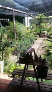 A wooden bench is situated in a garden filled with various plants and potted plants.