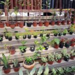 A wooden shelf displaying a variety of potted plants, including a mix of flowers and trees.