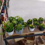 A wooden table with a variety of potted plants on display.