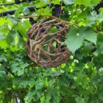 A woven basket hangs from a grape vine, filled with green grapes.