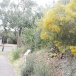 A yellow bush with a white sign in front of it.
