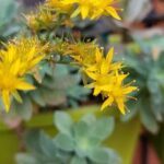 A yellow flower with green leaves in a green pot.