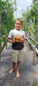 A young boy is holding a bunch of tomatoes in a greenhouse.