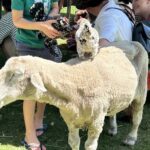 A young boy is holding a stuffed animal while standing next to a sheep.
