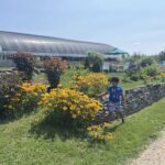 A young boy is walking through a garden, surrounded by yellow flowers.
