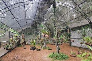 Adolfo Ducke Forest Reserve