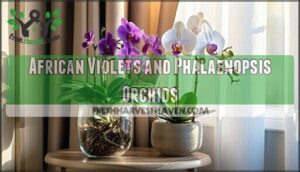african violets and phalaenopsis orchids
