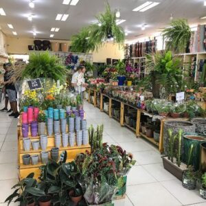 Agroflores Maceió