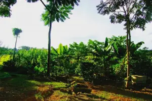 Agrofloresta do Projeto ReAção