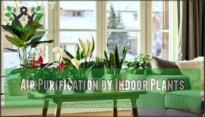 air purification by indoor plants