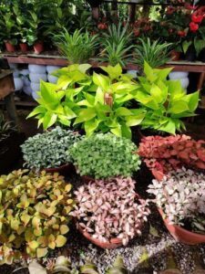 Amapá plantas