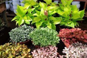 Amapá plantas