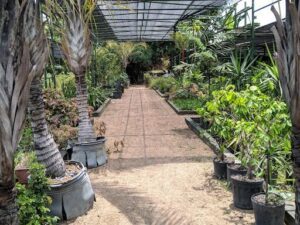 Amazon Garden Center
