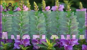 angelonia