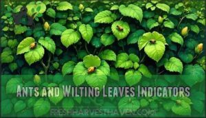 ants and wilting leaves indicators