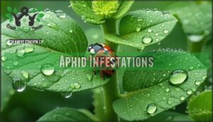 aphid infestations
