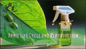 aphid life cycle and reproduction