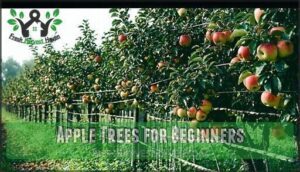 apple trees for beginners