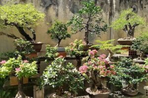 Artificiu Bonsai