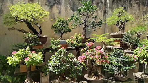 Artificiu Bonsai