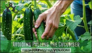 avoiding pulling the cucumber