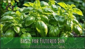 basil for filtered sun