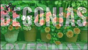 begonias
