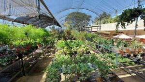 Bel Fiore - Floricultura e Garden Center - Goiânia