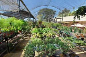 Bel Fiore - Floricultura e Garden Center - Goiânia
