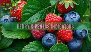 berry ripeness indicators