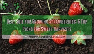 best soil for growing strawberries