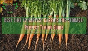 best time to harvest carrots for storage