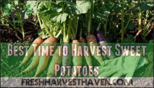 best time to harvest sweet potatoes