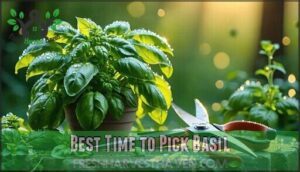 best time to pick basil