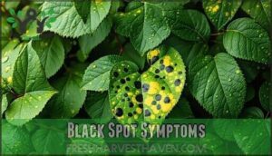 black spot symptoms
