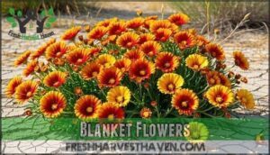 blanket flowers