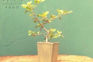 Bonsai Gualeguaychú