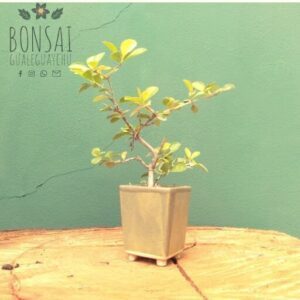 Bonsai Gualeguaychú