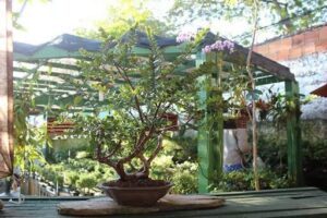 Bonsai Txai