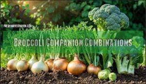 broccoli companion combinations